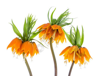 三个橙色皇冠FritillariaTimeris以白色背景孤立图片
