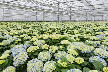 荷兰温室种植hydrangea图片