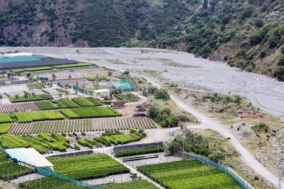 西里岛TorrentoMazzarra碎石河附近的空中观察种植园图片