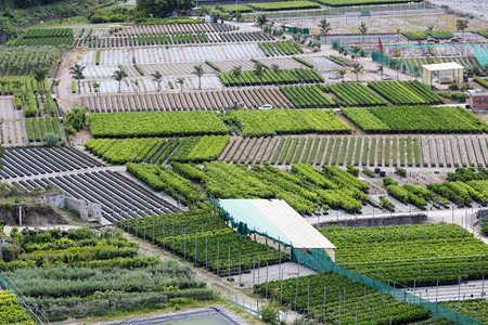 西里岛TorrentoMazzarra碎石河附近的空中观察种植园图片