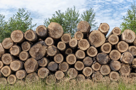 林木工人砍伐的森林中一大批树干林木工人砍伐的树干图片