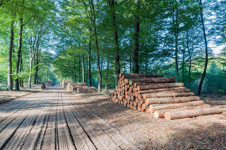 在荷兰公园Veluwe徒步小路有一堆锯树干图片