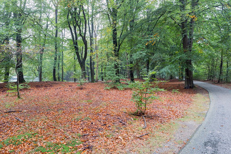 穿越荷兰公园Veluwe湿润秋季森林的自行车通道图片
