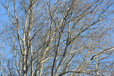 春初蓝天的裸树背景春初蓝天的裸树背景春初蓝天的裸树背景图片