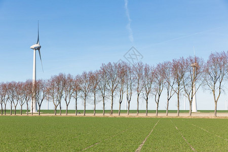 春初荷兰田地有一排树木和挡风林图片