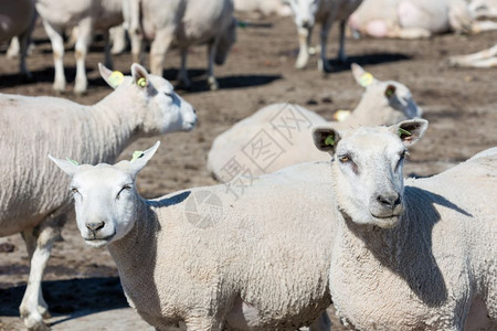 荷兰饲养羊群的农场图片