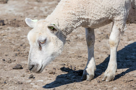 羊头在荷兰农场的切头图片