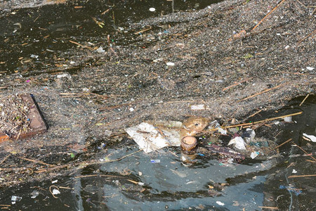 荷兰港水上漂浮的污染和垃圾图片