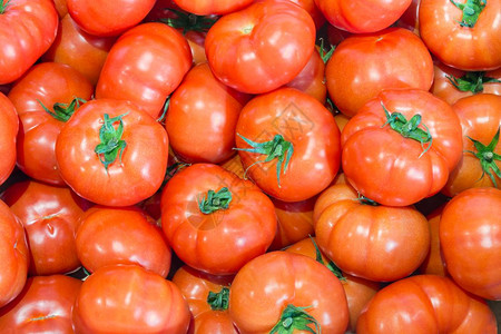 荷兰番茄图片