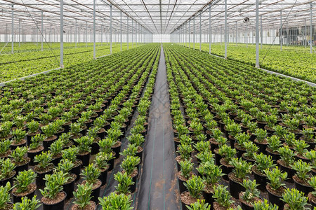 荷兰温室种植苗栽培物图片