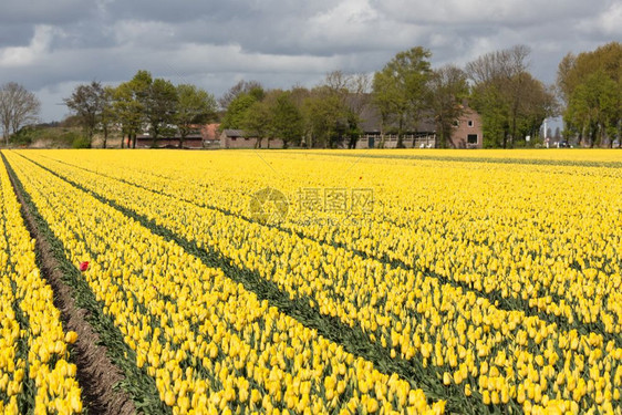 荷兰农村景观舍和多彩黄色郁金园图片