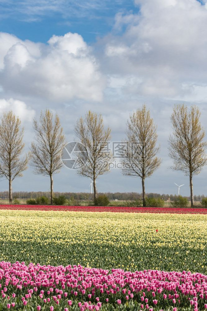 荷兰农田乡村道路和多彩的郁金园图片