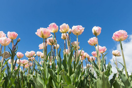 多彩的荷兰郁金香田春时天空清蓝美丽的荷兰郁金香田清蓝的天空图片