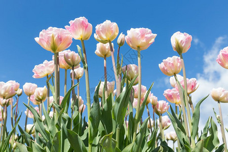 春时有清蓝天空的多彩荷兰郁金香田背景图片