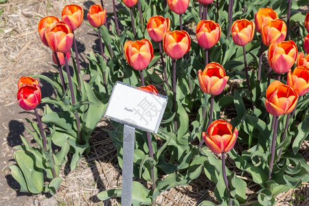 荷兰文展花园有几种郁金香每不同的郁金香都有名牌描述图片