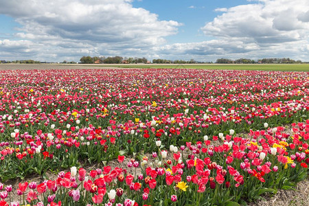 荷兰风景有几行多彩色郁金香的显示花园图片