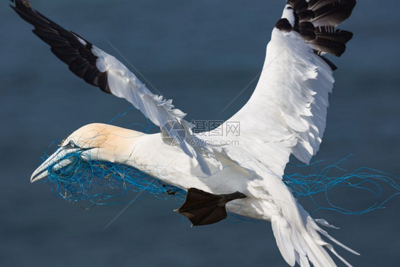 甘网在德国赫尔戈兰岛附近用蓝色尼龙绳子飞行图片