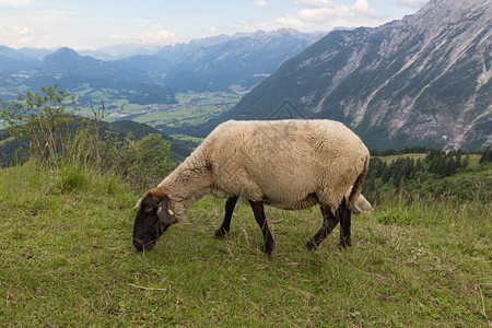 Rossfeld全景马路的象与牧羊在德国和奥地利之间的山脊上放牧绵羊图片