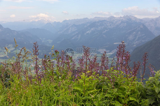从德国罗斯费尔全景马路和紫花灌木的视图图片