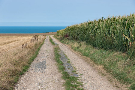 法国诺曼底海岸附近玉米田一带的公路法诺曼底海岸一带玉米田的公路图片