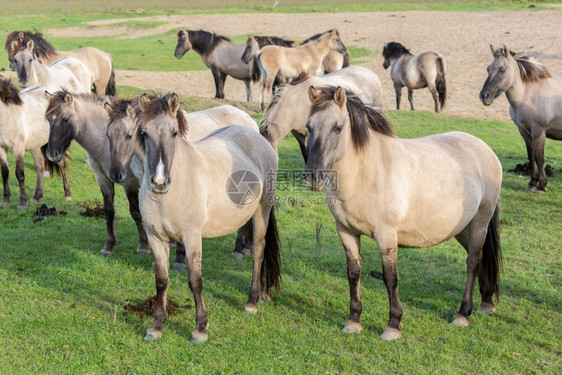 荷兰公园Oostvaardersplasssen与科尼克马群在一起这个新的荒野中大约有10匹野马图片