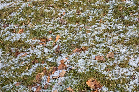 冬季有草叶和雪的林地背景草图片