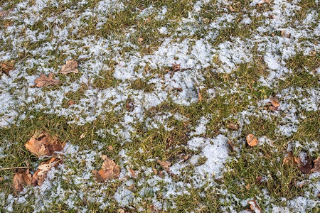 冬季有草叶和雪的林地背景草图片