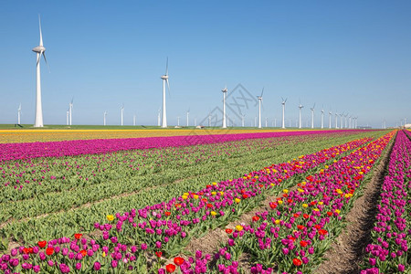 荷兰农田带有紫郁金香田和大型风力涡轮机图片