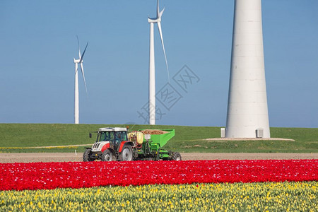 荷兰农田有拖拉机在郁金田和风力涡轮机之间播种马铃薯图片