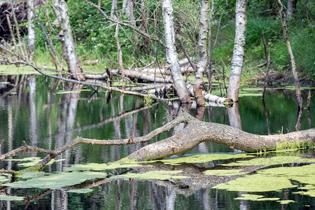 荷兰公园有沼泽在水中坠树荷兰公园在水中坠树图片