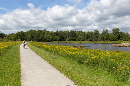 荷兰公园中带有森林和湿地的骑自行车妇女高清图片