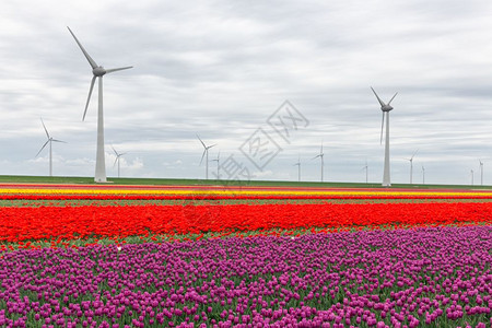 有田烧荷兰有大型风力涡轮机的多彩郁金流田背景