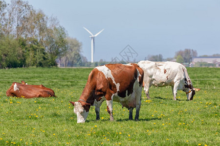 格罗宁根附近荷兰农村景观与牧牛相近图片