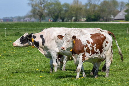 格罗宁根附近荷兰农村景观与牧牛相近图片