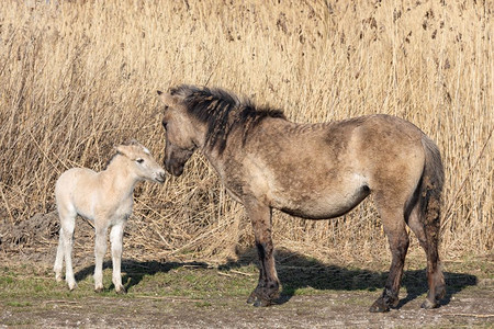 在莱利斯塔德附近的荷兰公园Oostvaadersplassen一匹科尼克马和一匹小马驹正在刹车在荷兰公园Oostvaadersp图片