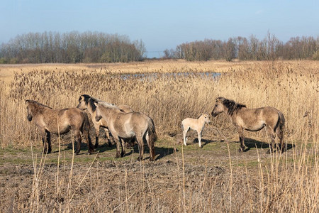 在莱利斯塔德附近的荷兰公园Oostvaadersplassen科尼克马和小马驹在一起在荷兰公园Oostvaadersplasse图片