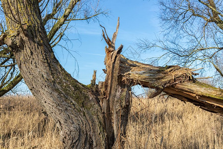 荷兰公园Oostvaardersplapssen湿地早春树木破碎图片