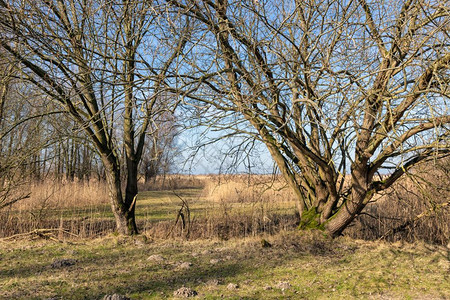 荷兰公园的湿地早春光秃秃的树木荷兰公园早春湿地图片