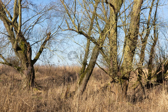 荷兰公园的湿地早春光秃秃的树木荷兰公园早春湿地图片