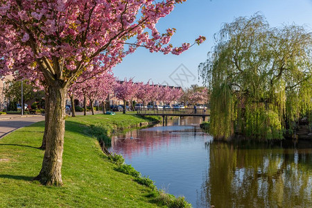 荷兰住宅区Urk村有池塘和盛开的粉刺纹有池塘和盛开的圆纹图片