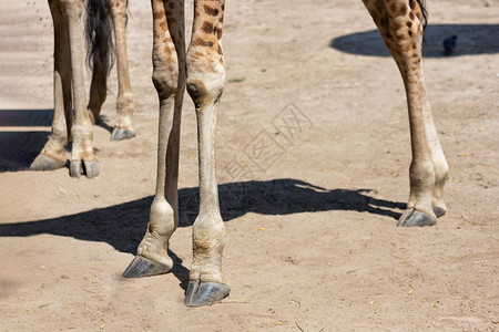 匈牙利布达佩斯动物园大长颈鹿的腿匈牙利布达佩斯动物园长颈鹿的腿匈牙利布达佩斯动物园背景图片