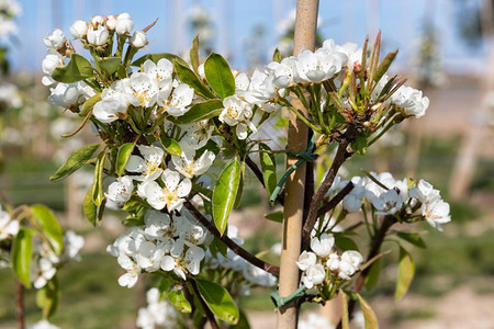 春天的苹果园春的苹园美丽白花图片