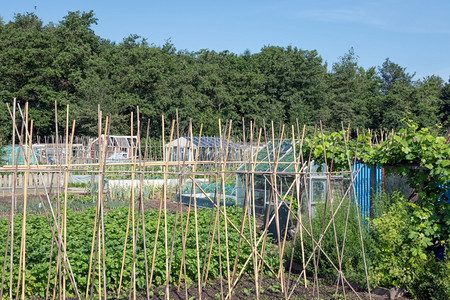 荷兰分配的菜园种植蔬豆木和棚子图片