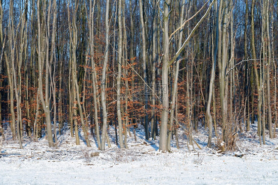 荷兰冬季风景与雪覆盖的地环境图片