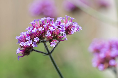 紫VerbanaBonariensis花朵浅深背景模糊图片