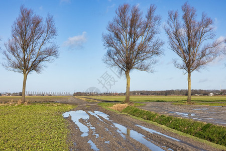 荷兰农业景观雨后水池覆盖农田雨水池覆盖农田雨水淋浴后池覆盖荷兰农业景观图片