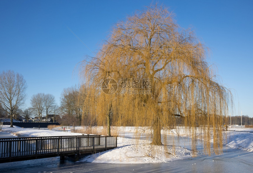 荷兰乌尔克住宅区运河附近有流泪和柳木的冬季风景荷兰住宅区运河附近有流泪和柳木的冬季风景图片