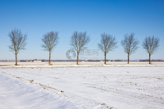 被白雪覆盖的乡村道路和树木图片