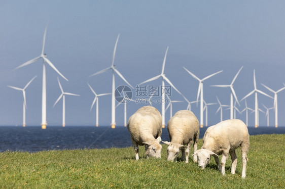沿IJsselmeer带风力涡轮机和3只牧羊的荷兰堤沿IJsselmeer带风力涡轮机和羊的荷兰堤图片