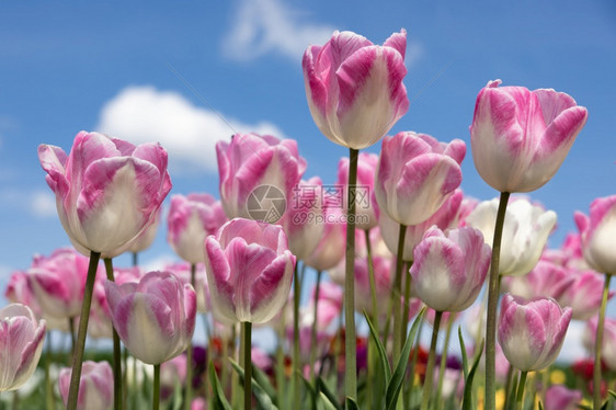 荷兰野外美丽的紫色和白郁金香花朵蓝色天空有云彩荷兰野外的紫色郁金花朵蓝天空有白云图片